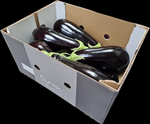 Aubergine